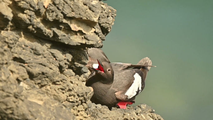 Pigeon Guillemot Cries